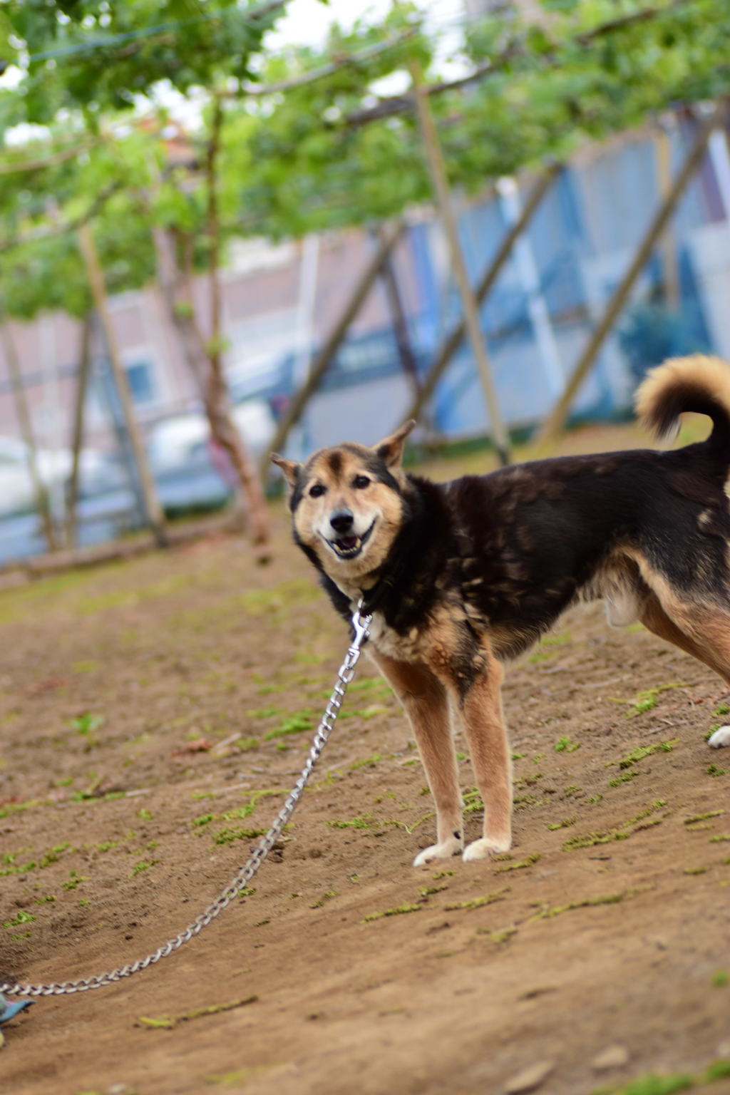 うちの犬が笑ってました