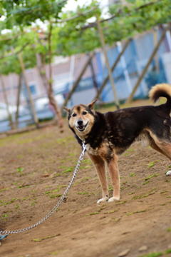 うちの犬が笑ってました