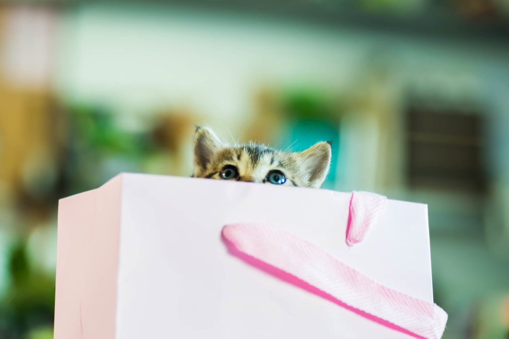 ねこ