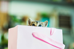 ねこ