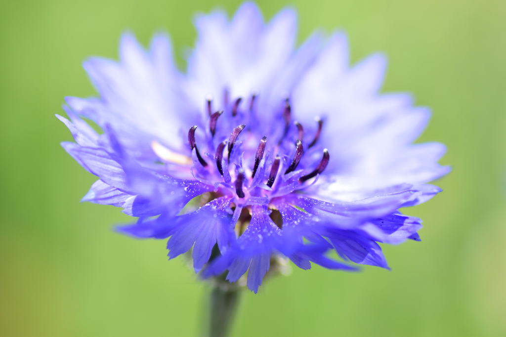お花