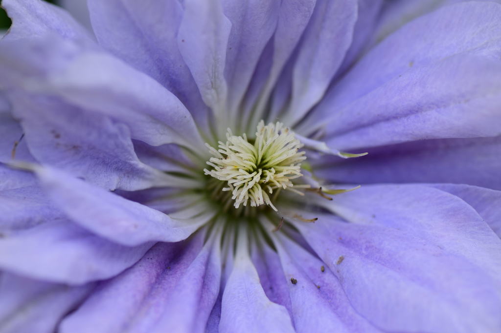お花