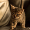 ねこ
