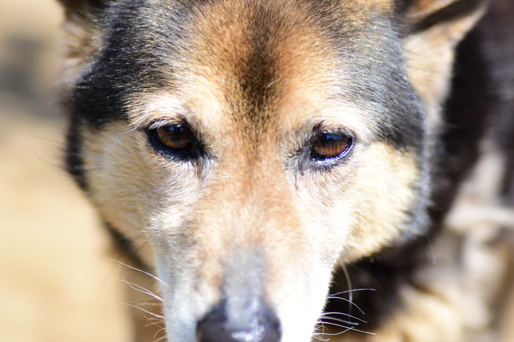 愛犬