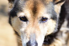 愛犬