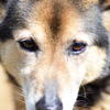 愛犬