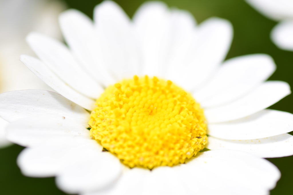 お花