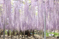藤のカーテン
