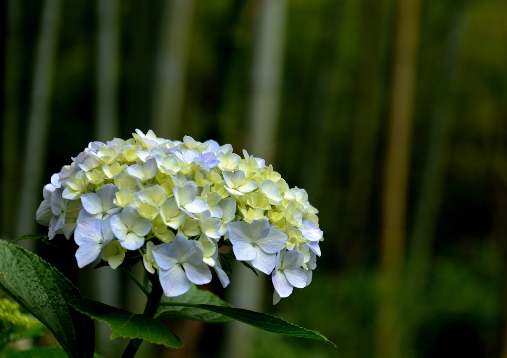 本土寺の紫陽花5