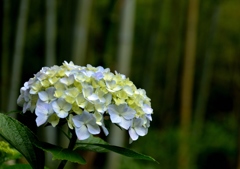 本土寺の紫陽花5