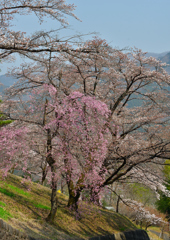 峠の桜