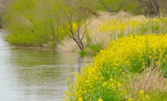 川辺の春6