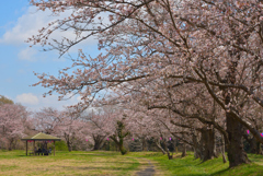 堰の桜2