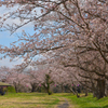 堰の桜2