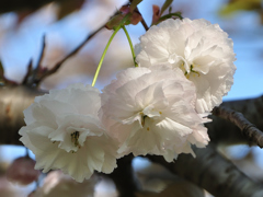 八重桜2