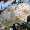 八重桜2