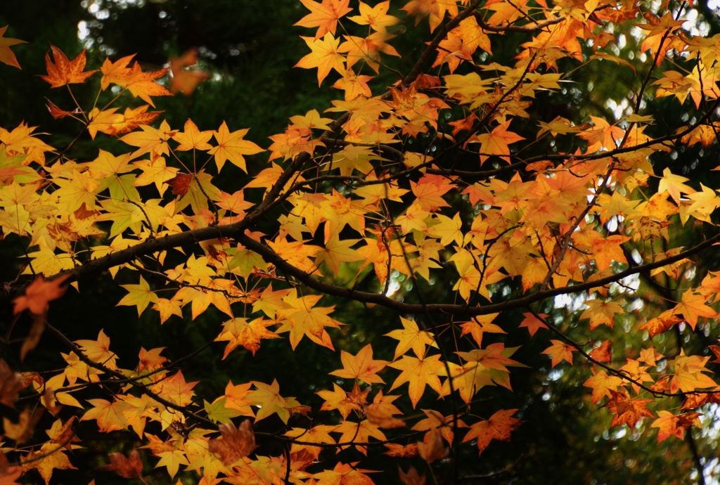 カエデ1