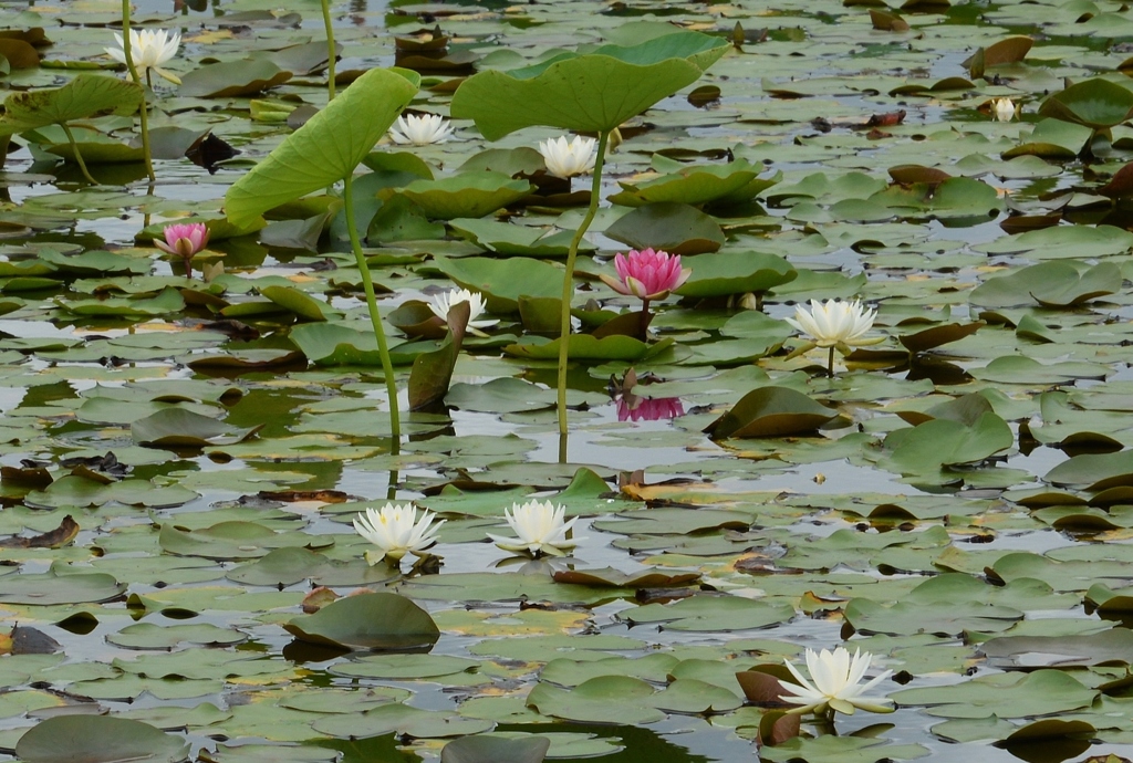 睡蓮12