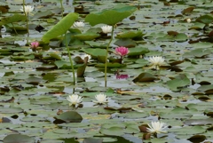 睡蓮12