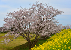 桜と菜の花