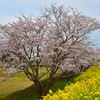 桜と菜の花