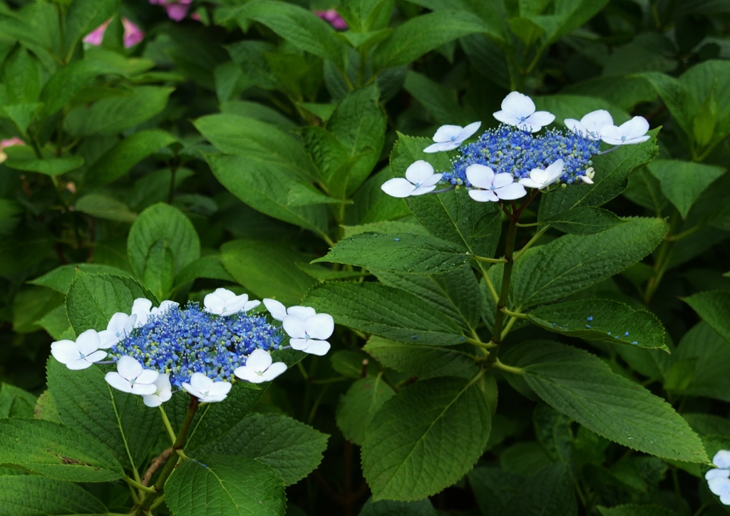 本土寺の紫陽花6