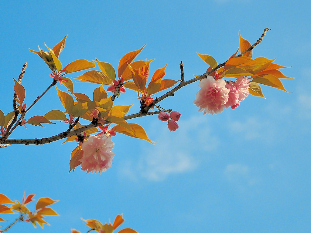 八重桜3