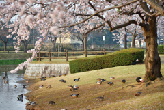 鳥たちの花見