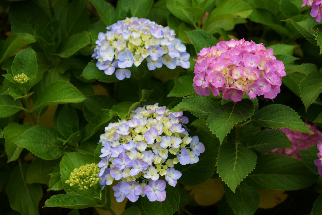 本土寺の紫陽花3