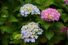 本土寺の紫陽花3