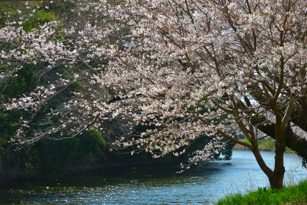 堰の桜1