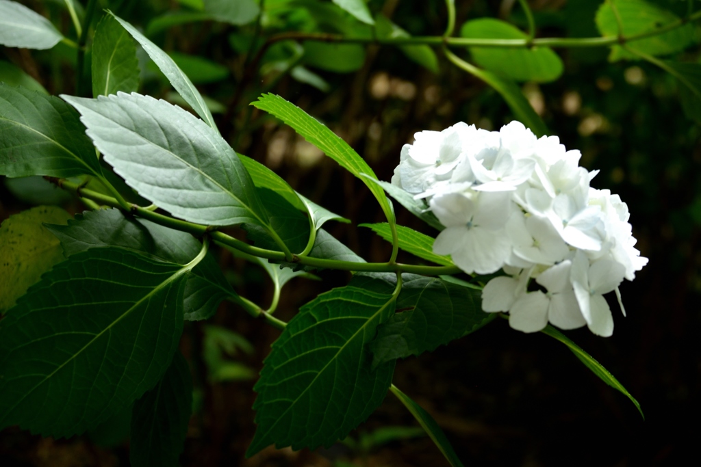 本土寺の紫陽花7