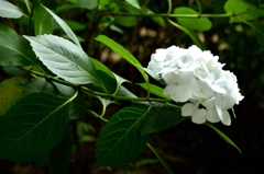 本土寺の紫陽花7