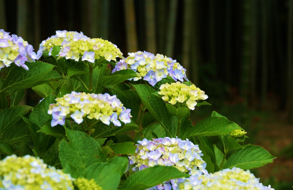 本土寺の紫陽花8
