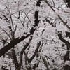 背割堤のさくら