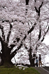 背割堤の桜