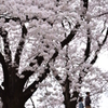 背割堤の桜