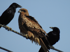 ２０１８散歩中に見つけた鳥８