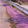 畦の花