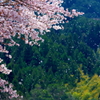 花吹雪