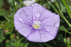花と雫４