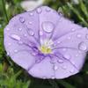 花と雫４