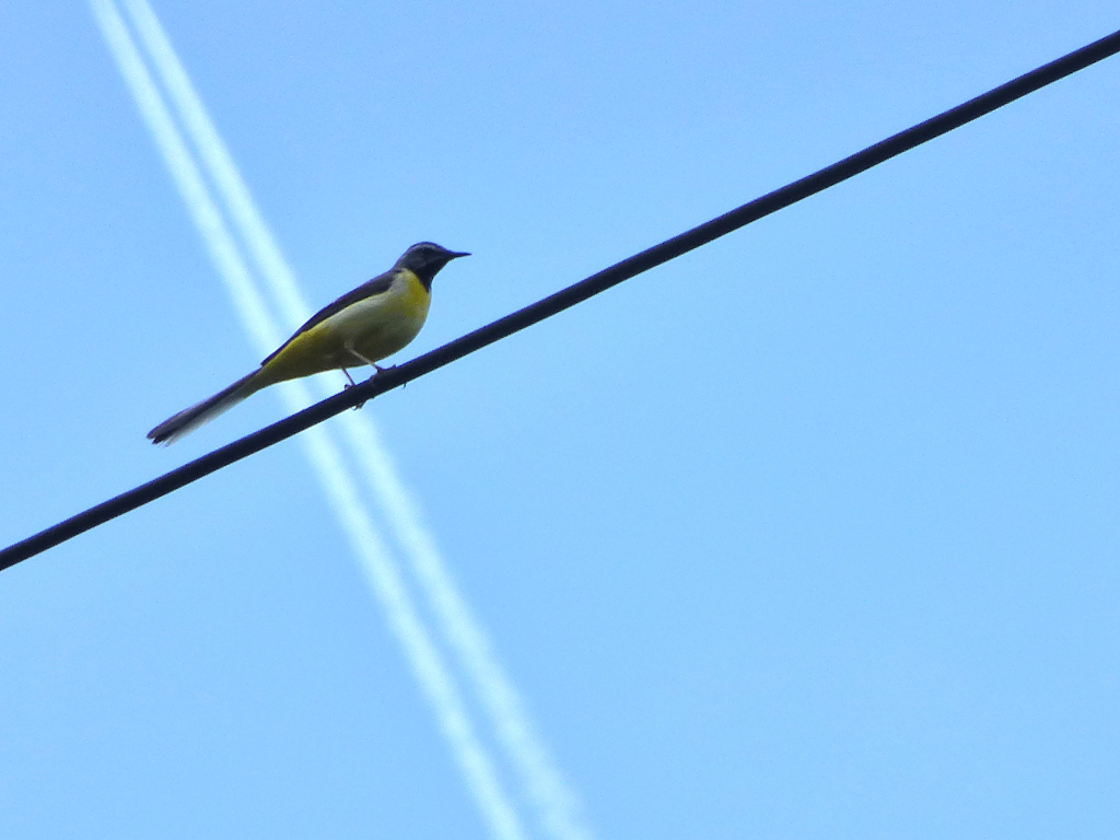 鳥とジェット雲