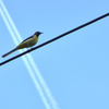 鳥とジェット雲