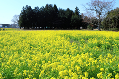 ２０１８菜の花1