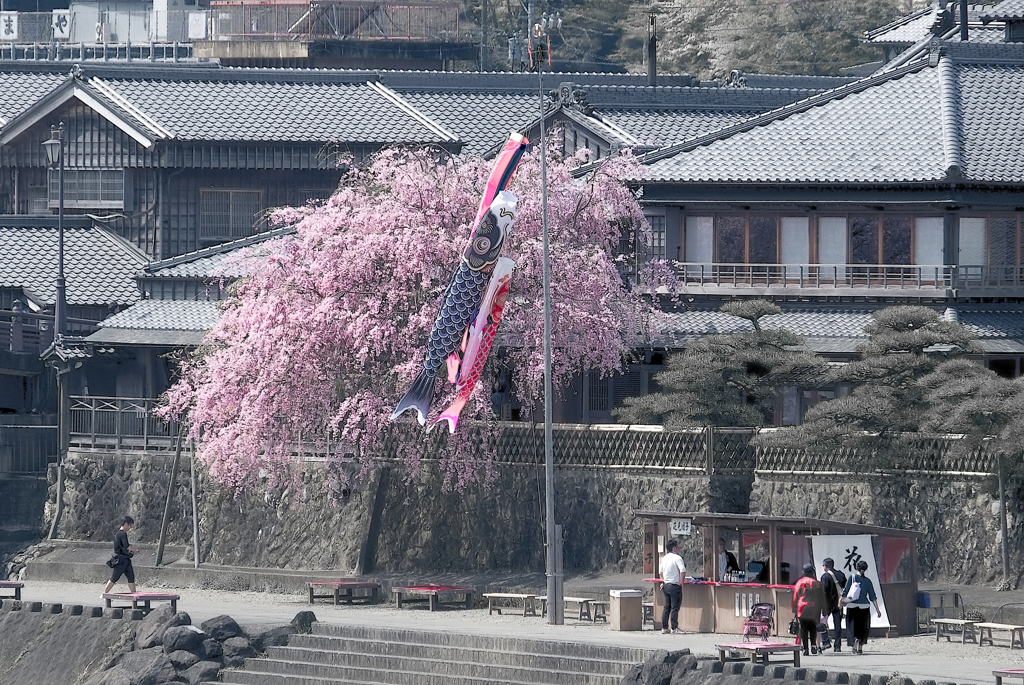 桜と鯉のぼり