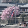 桜と鯉のぼり