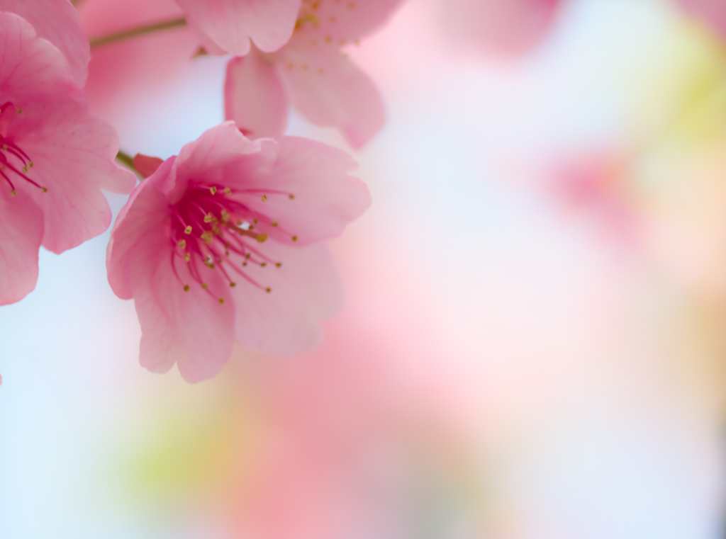 桜１