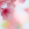桜１