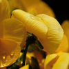 ２０１７　４月の花９